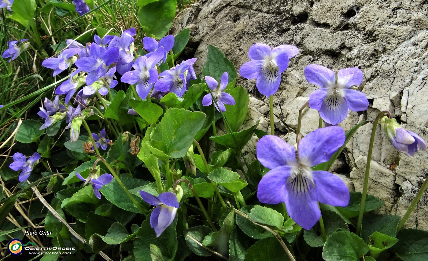 36 Fiori di viola mammola.JPG